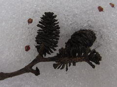 Alnus hirsuta