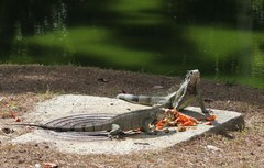 Iguana iguana