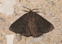 Prosoparia floridana