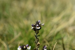 Euphrasia hirtella