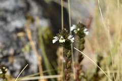 Euphrasia hirtella