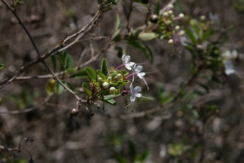 Image of Volkameria mollis by no rights reserved