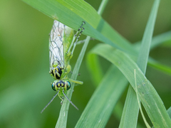 Rhogogaster chlorosoma