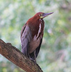 Tigrisoma lineatum