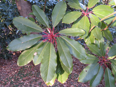 Daphniphyllum macropodum
