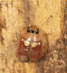 Paropsisterna decolorata