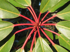 Daphniphyllum macropodum