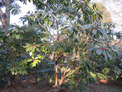Daphniphyllum macropodum