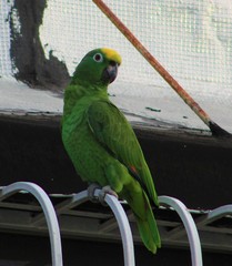 Amazona ochrocephala