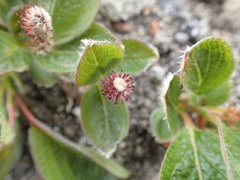 Salix sphenophylla
