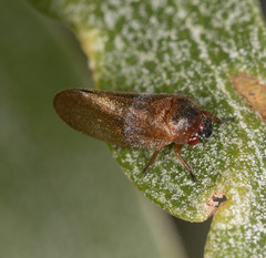 Eoscarta deprivata