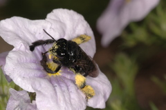 Tapinotaspis chalybaea