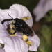 Steely Black-Oil Bee - Photo (c) aacocucci, some rights reserved (CC BY-NC), uploaded by aacocucci