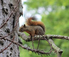 Sciurus granatensis
