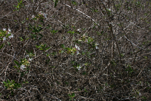 Image of Volkameria mollis by no rights reserved