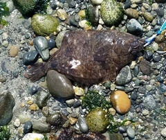 Citharichthys sordidus