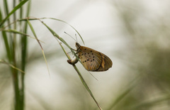 Acraea encedon encedon