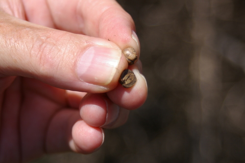 Image of Volkameria mollis by no rights reserved