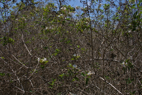 Image of Volkameria mollis by no rights reserved