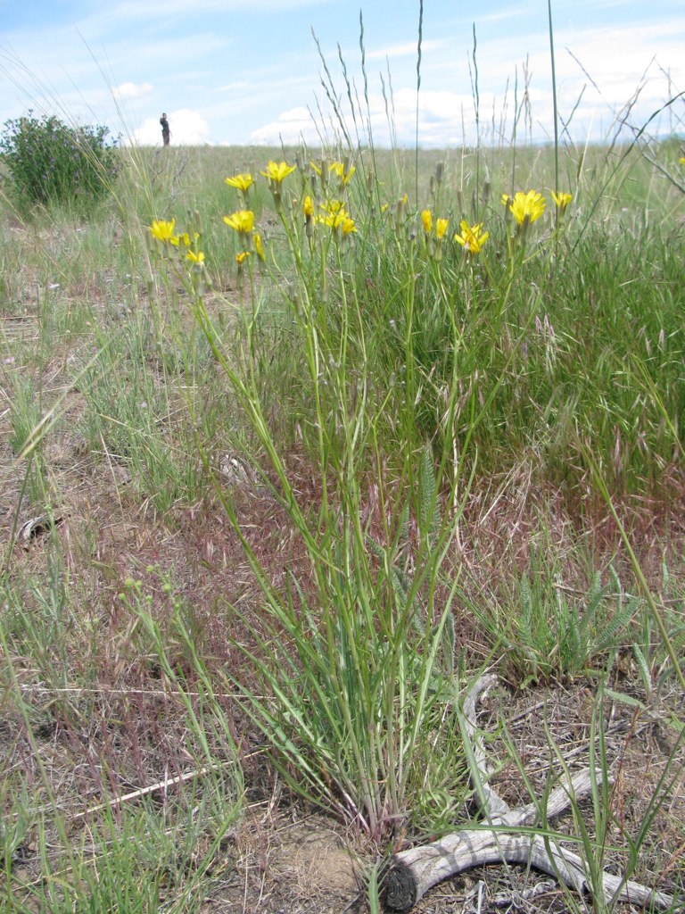 Crepis atribarba
