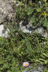 Tragopogon colchicus