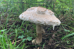 Chlorophyllum nothorhacodes