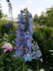 Delphinium elatum elatum