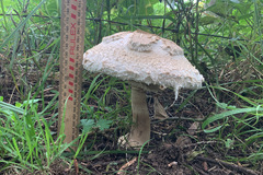 Chlorophyllum nothorhacodes