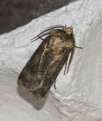 Agrotis clavis