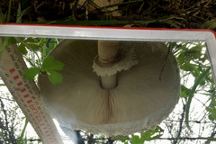 Chlorophyllum nothorhacodes