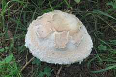 Chlorophyllum nothorhacodes