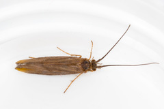 Limnephiloidea