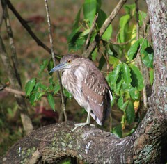 Nycticorax nycticorax