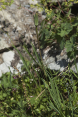Tragopogon colchicus
