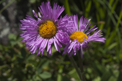 Erigeron caucasicus venustus