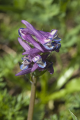 Corydalis conorhiza