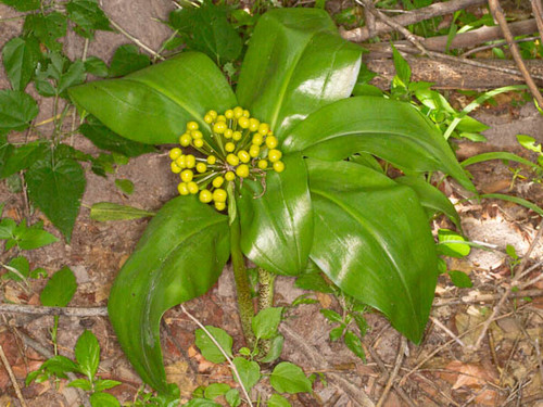 Scadoxus multiflorus subsp. multiflorus image