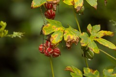 Diplocyclos palmatus