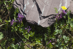 Corydalis conorhiza