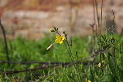 Diplotaxis tenuifolia