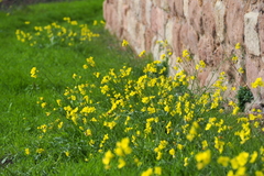 Diplotaxis tenuifolia