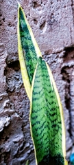 Sansevieria