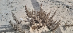 Cornulaca aucheri
