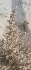 Cornulaca aucheri
