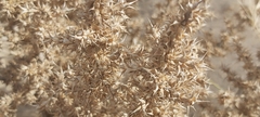 Cornulaca aucheri
