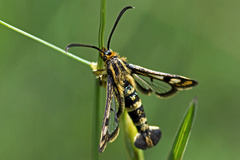 Chamaesphecia empiformis