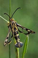 Chamaesphecia empiformis