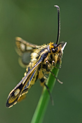 Chamaesphecia empiformis