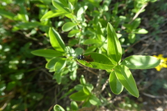 Macrophya punctumalbum