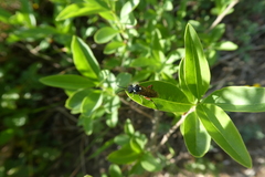 Macrophya punctumalbum